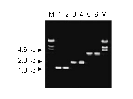 pic_03.png