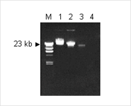 pic_06.png