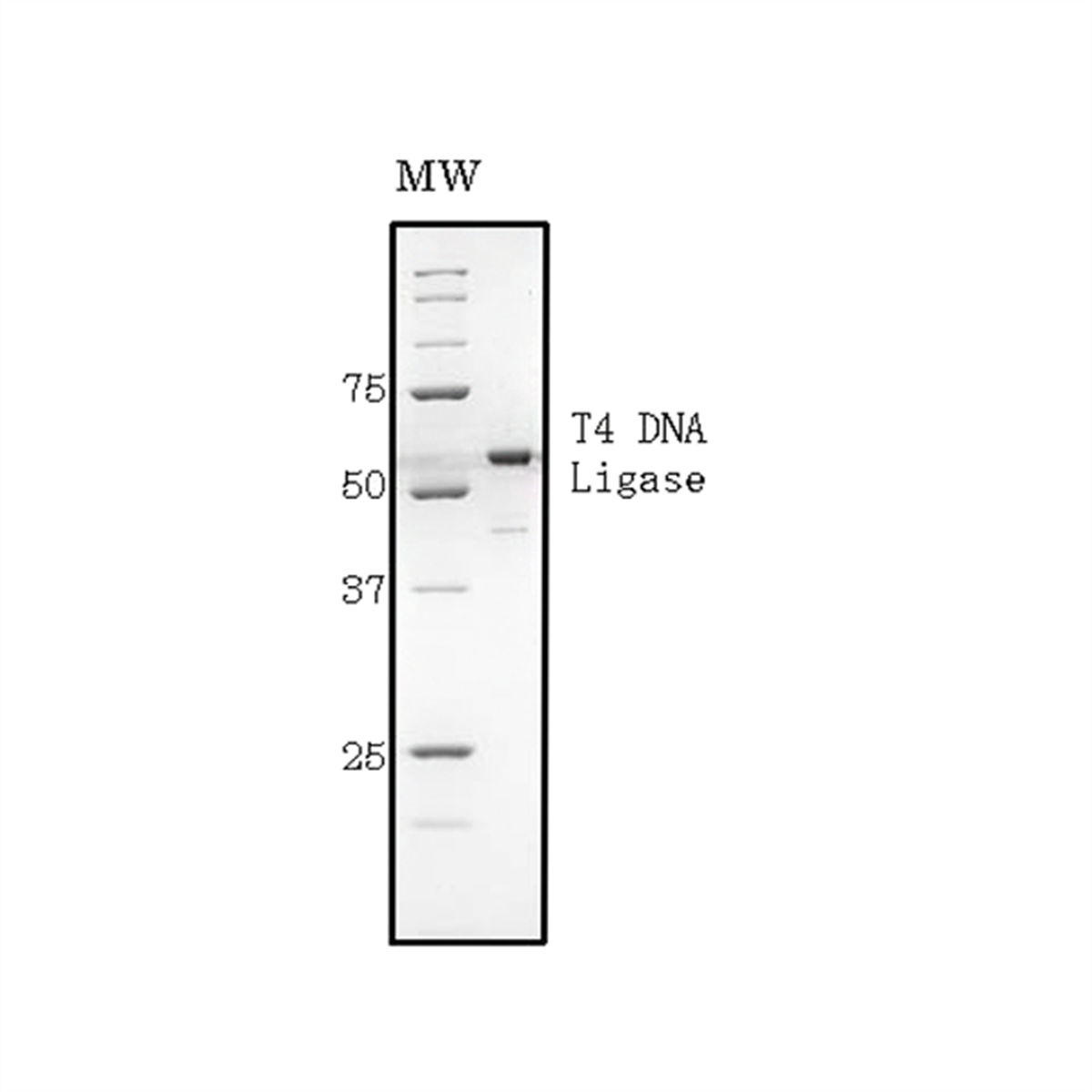 /Content/Upload/Product/02-050_fig1_1200_1200_1200.png