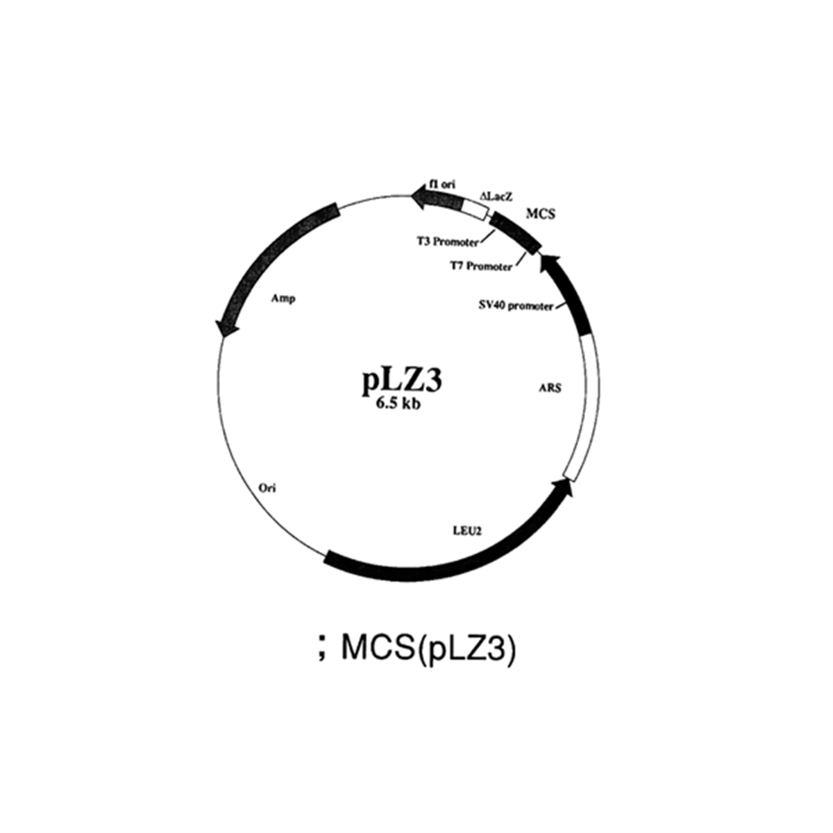 /Content/Upload/Product/02-703_Fig1_1200_2.png