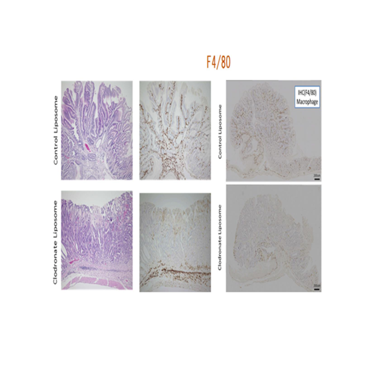 /Content/Upload/Product/16003631_fig2_1200.png