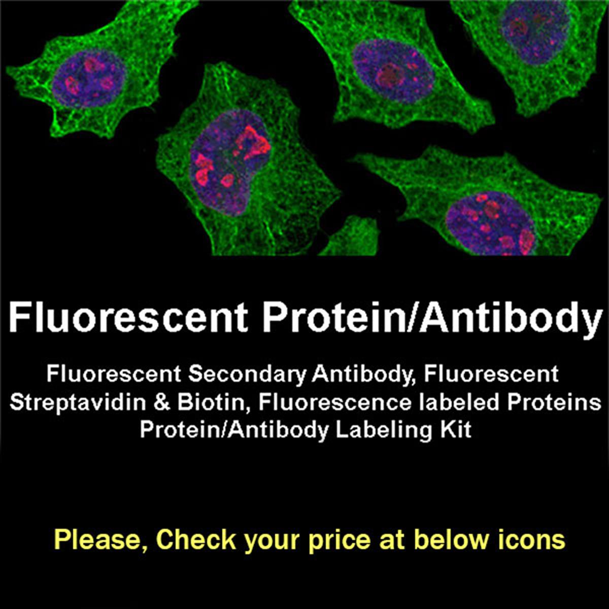 /Content/Upload/Product/3-FluorescentProteinAntibody_600x600_Diagnocine_1200.jpg