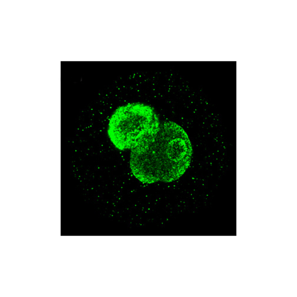 /Content/Upload/Product/51-00_1_1200_1200_2.png