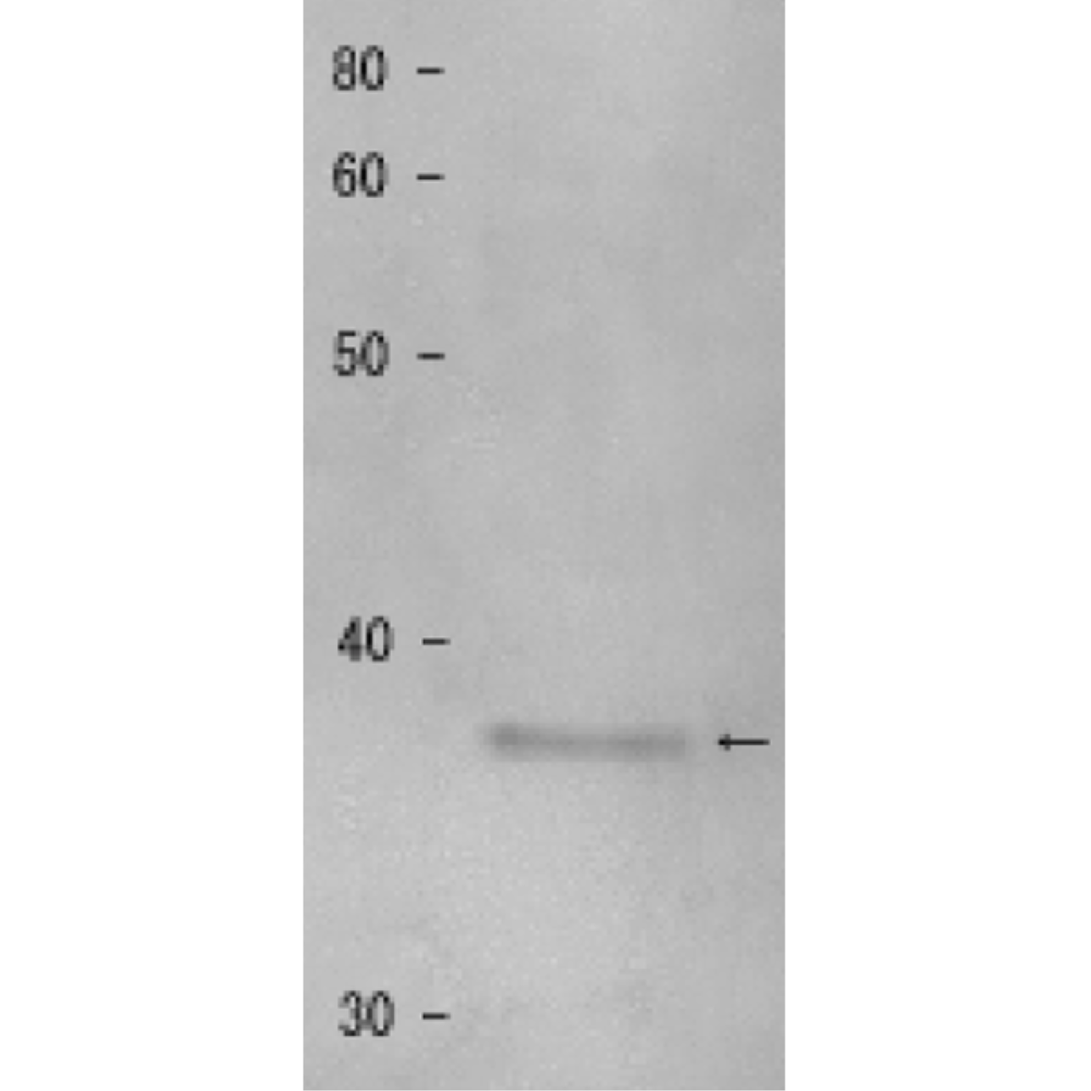 /Content/Upload/Product/63-154_fig1_1200.png