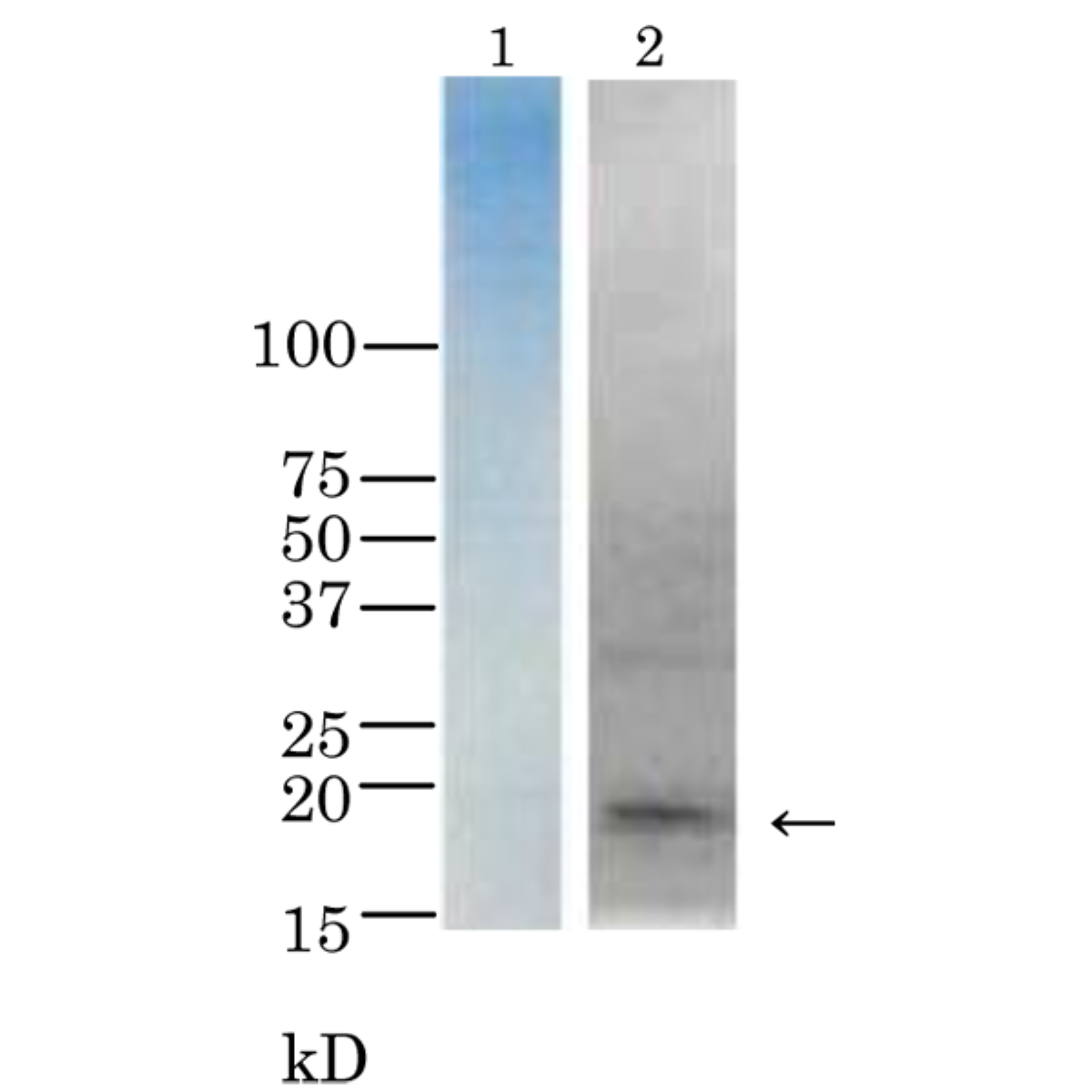 /Content/Upload/Product/64-015_fig1_1200.png