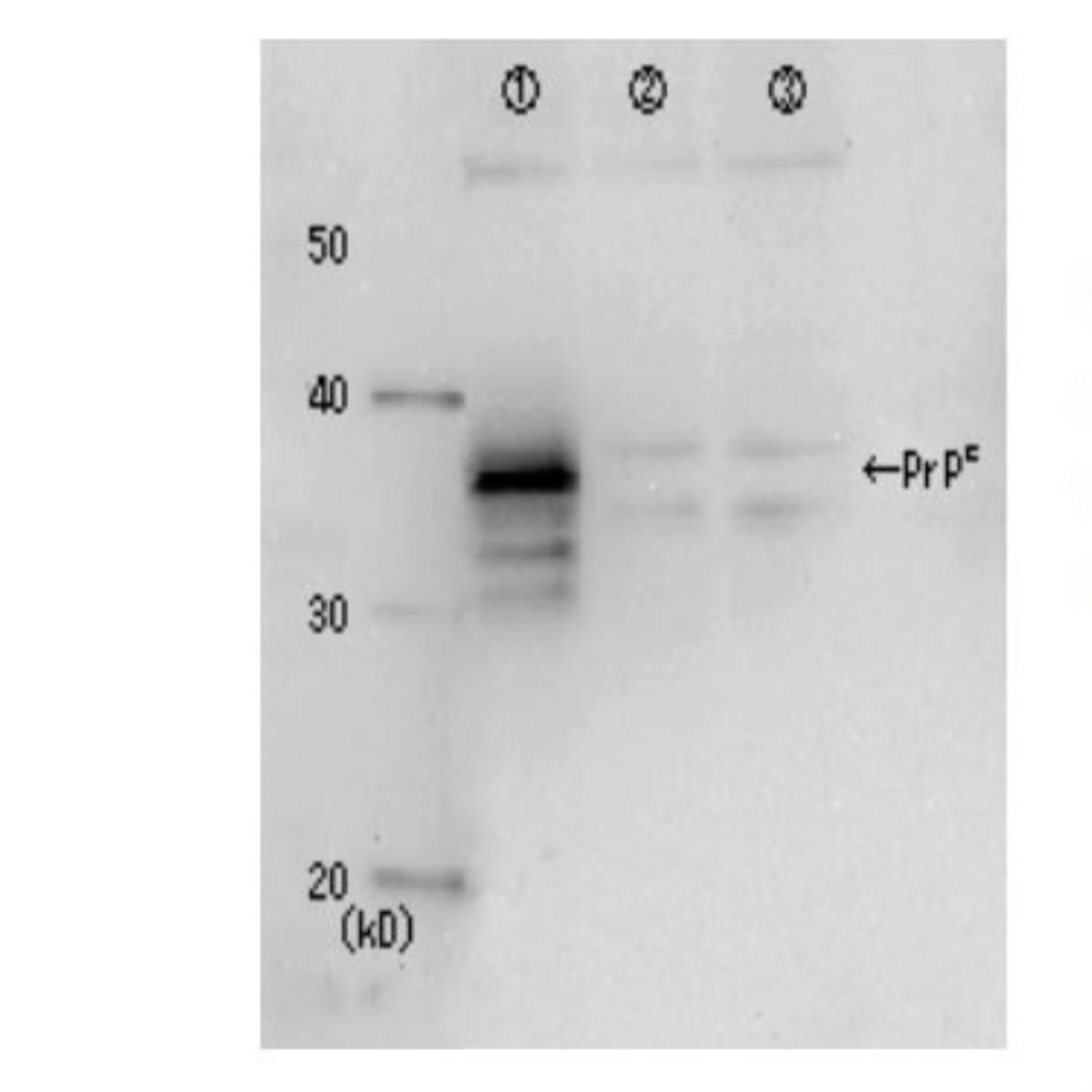 /Content/Upload/Product/65-902_fig1_1200_1.jpg