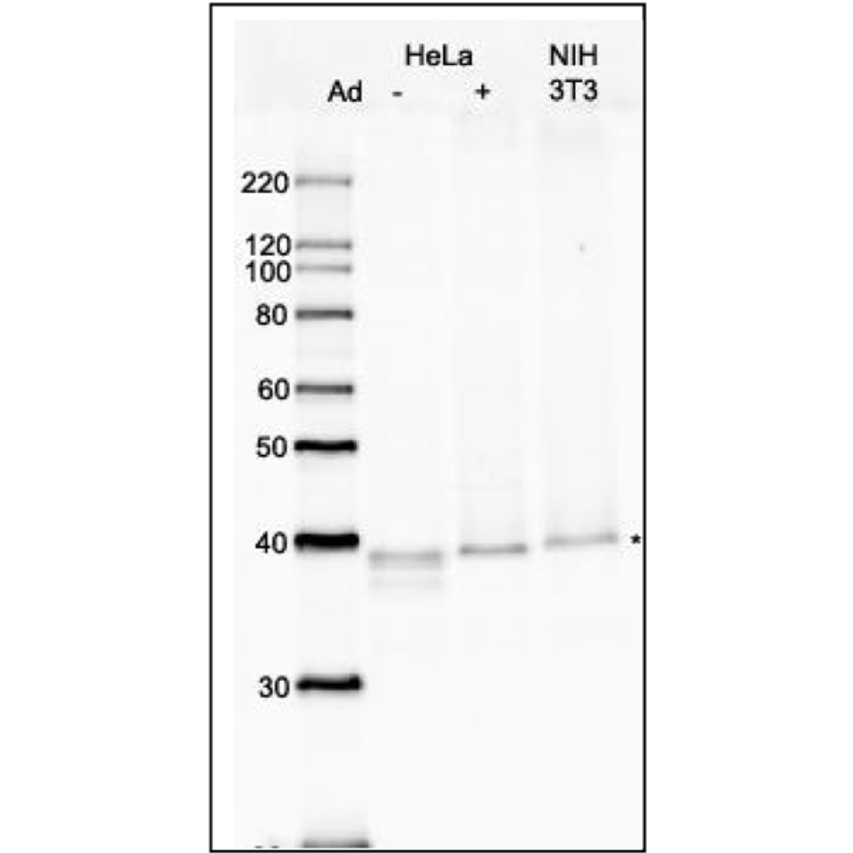 /Content/Upload/Product/70-011_fig1_1200_1.png