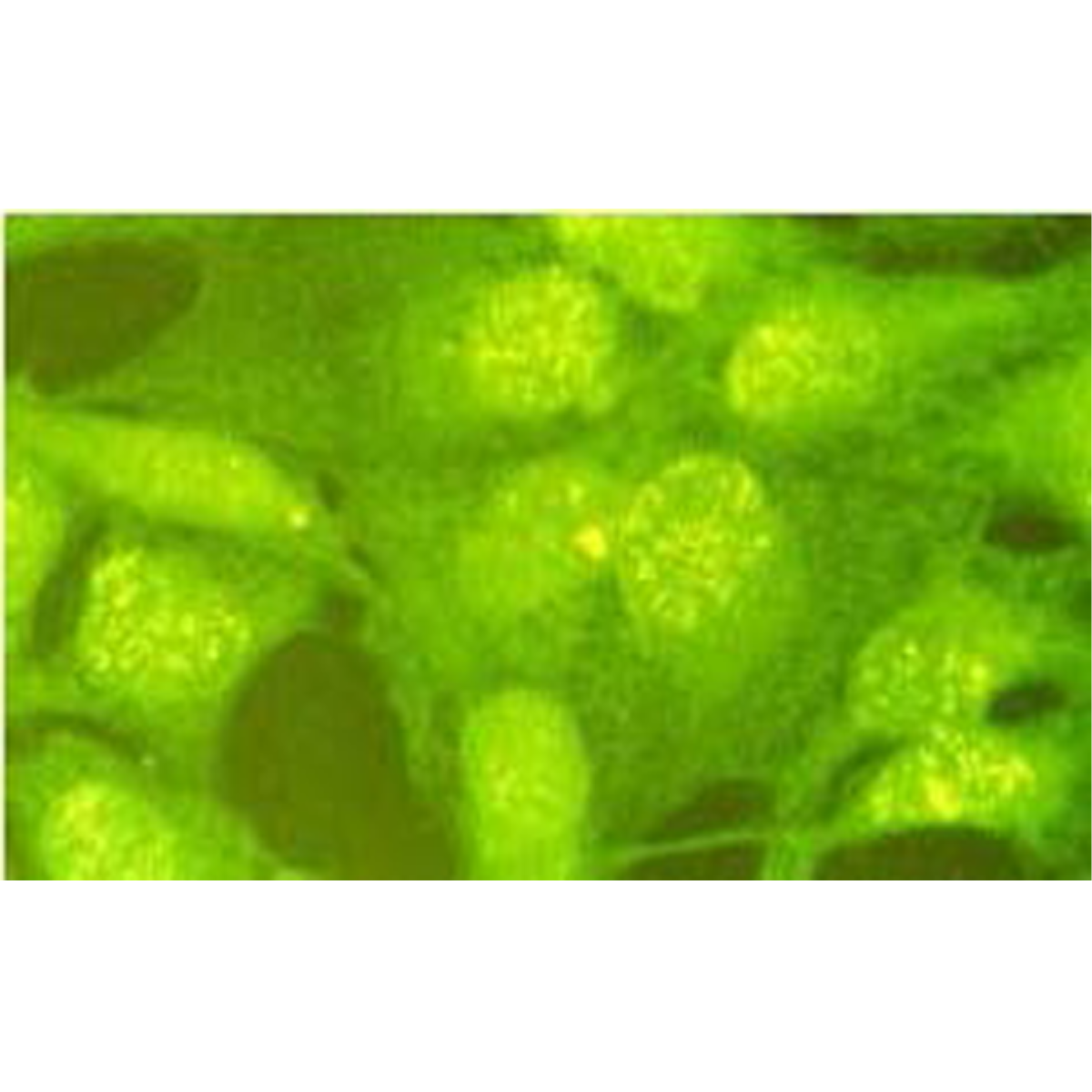 /Content/Upload/Product/70-023_fig1_1200.png