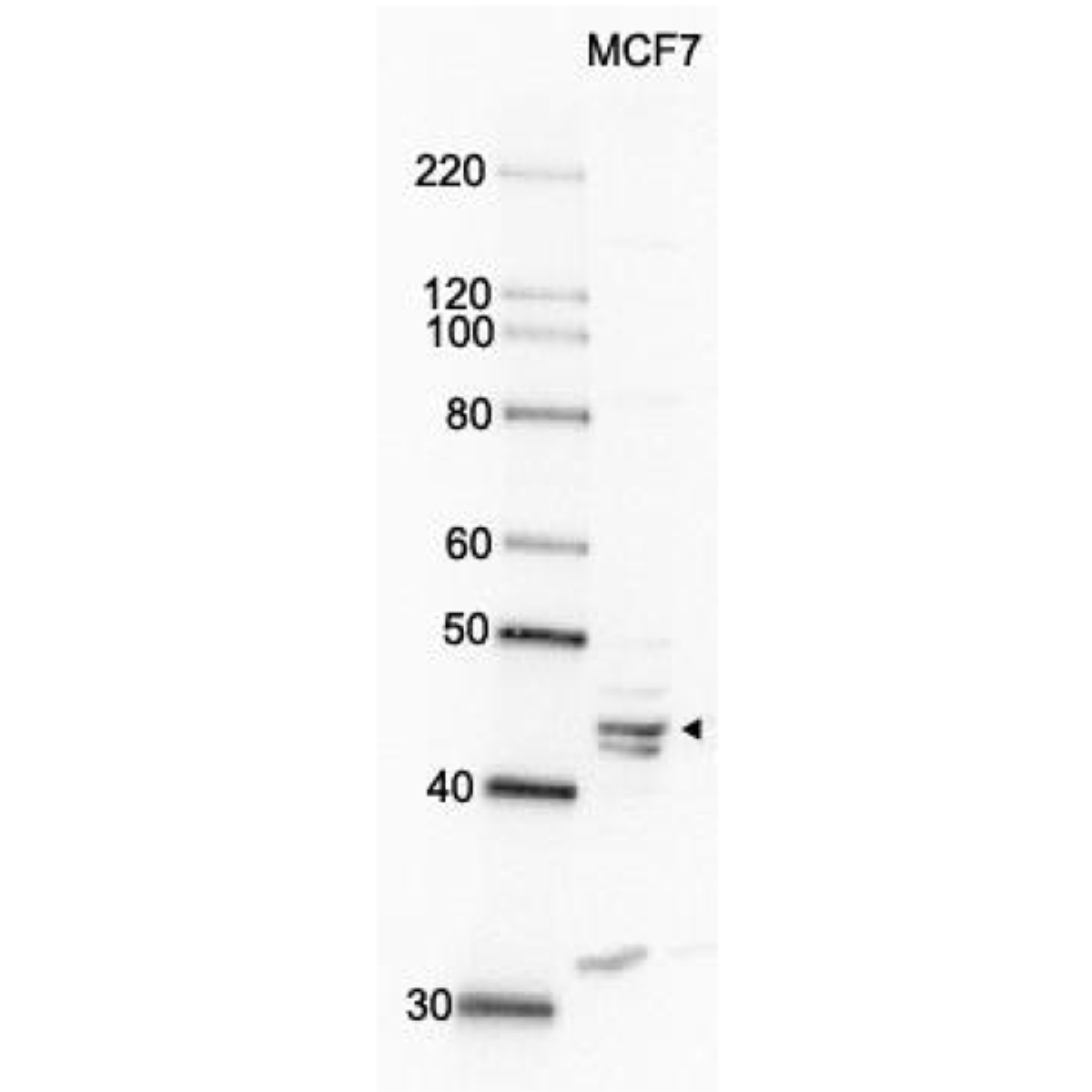 /Content/Upload/Product/70-050_fig1_1200.png