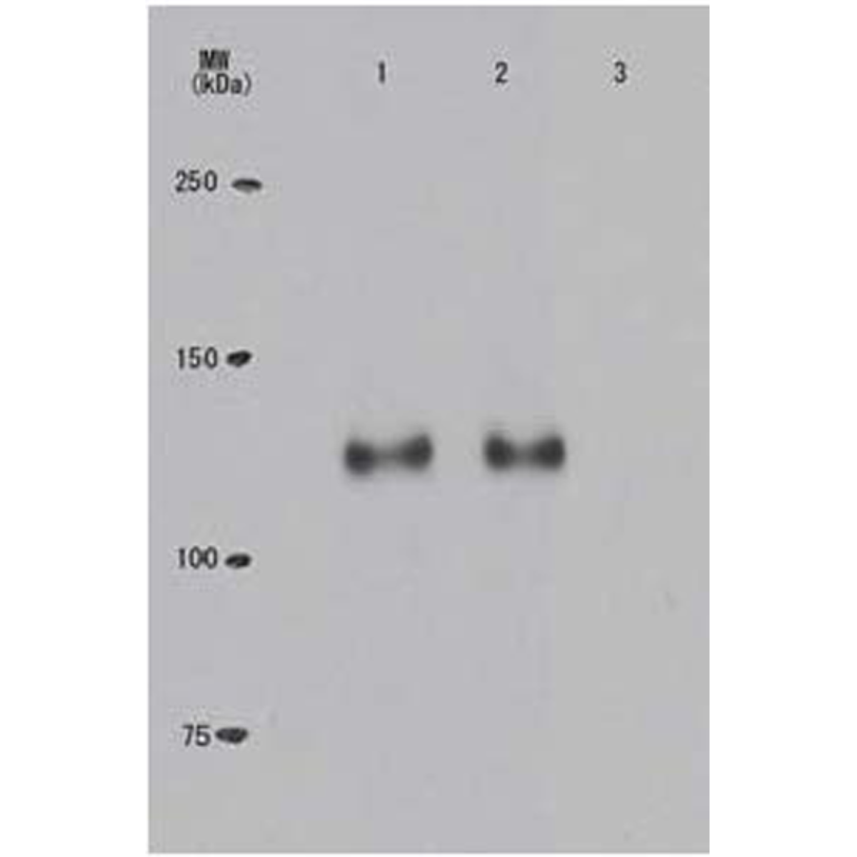/Content/Upload/Product/71-173_e_1200.png