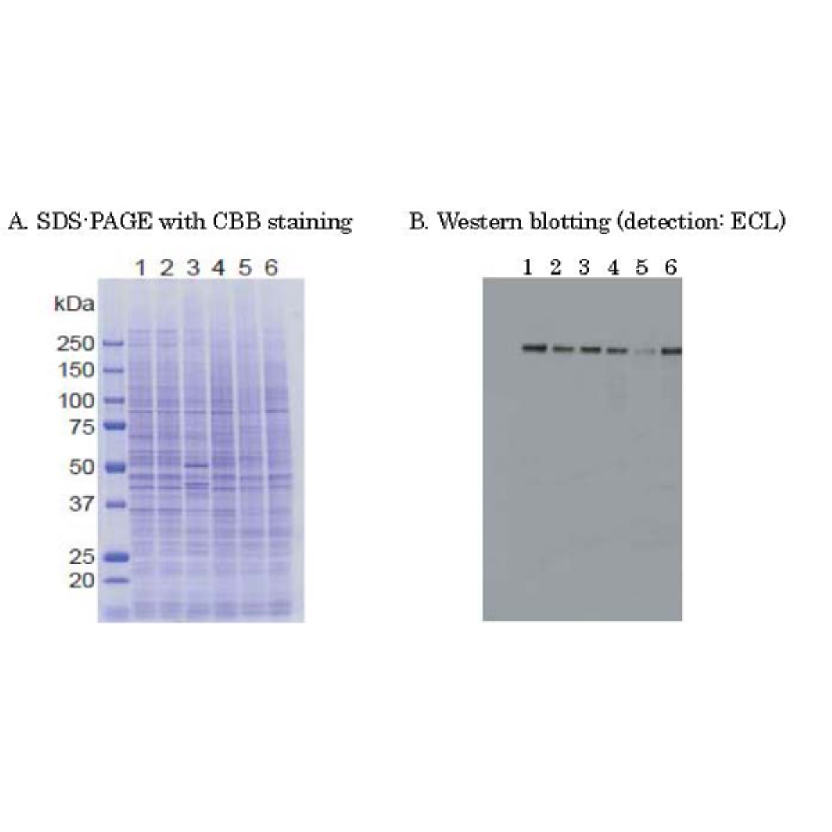 /Content/Upload/Product/71-175_fig2_1200.png