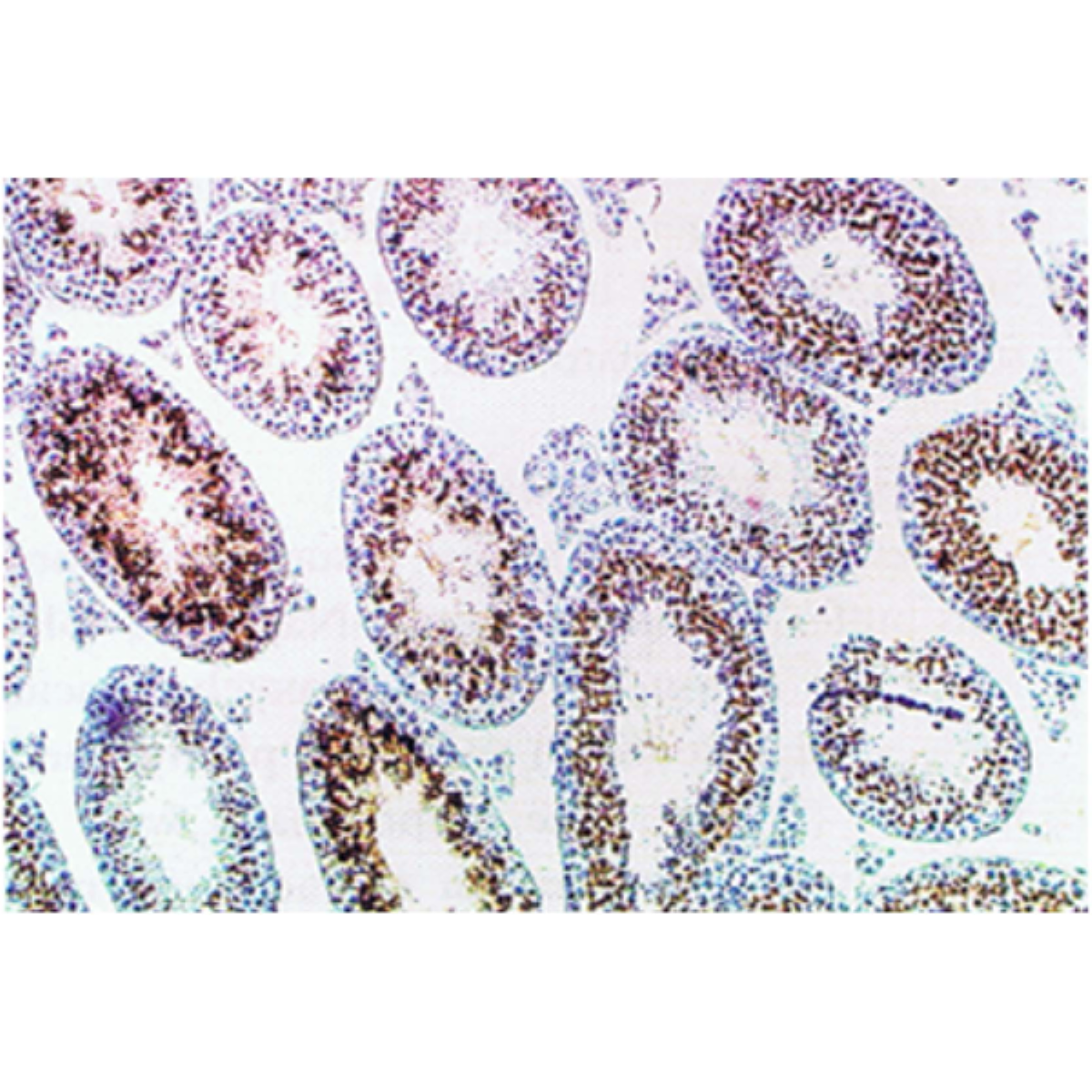 /Content/Upload/Product/73-002_fig2_1_1200_1.png