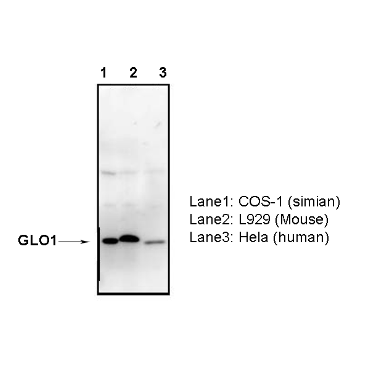 /Content/Upload/Product/74-001_fig1_1200.png