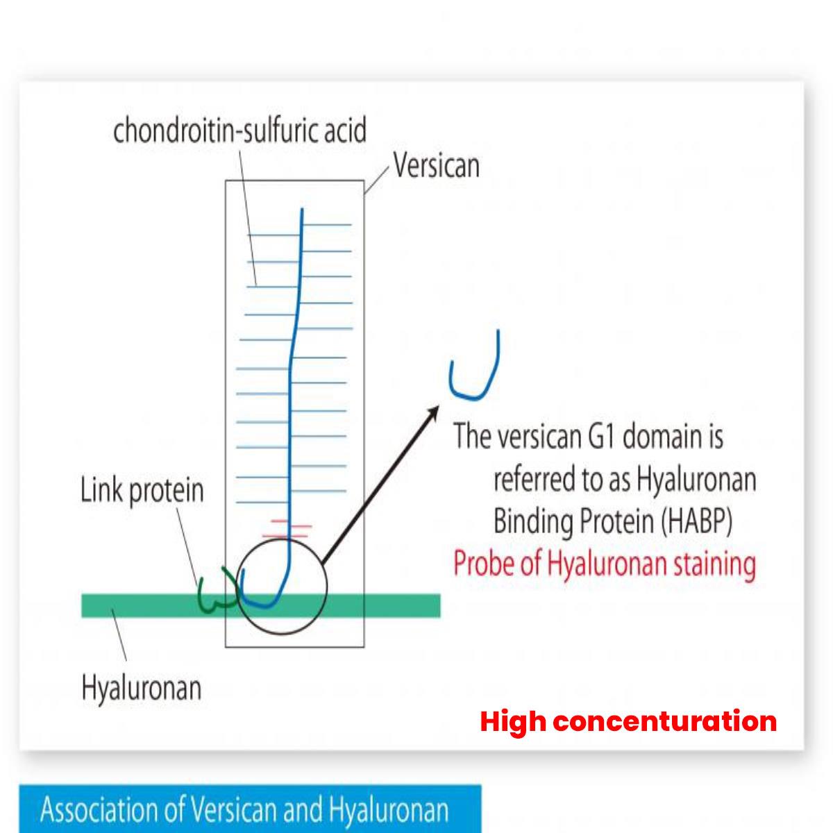 /Content/Upload/Product/BC40_fig1_1200_High-concenturation_Diagnocine_1200.jpg