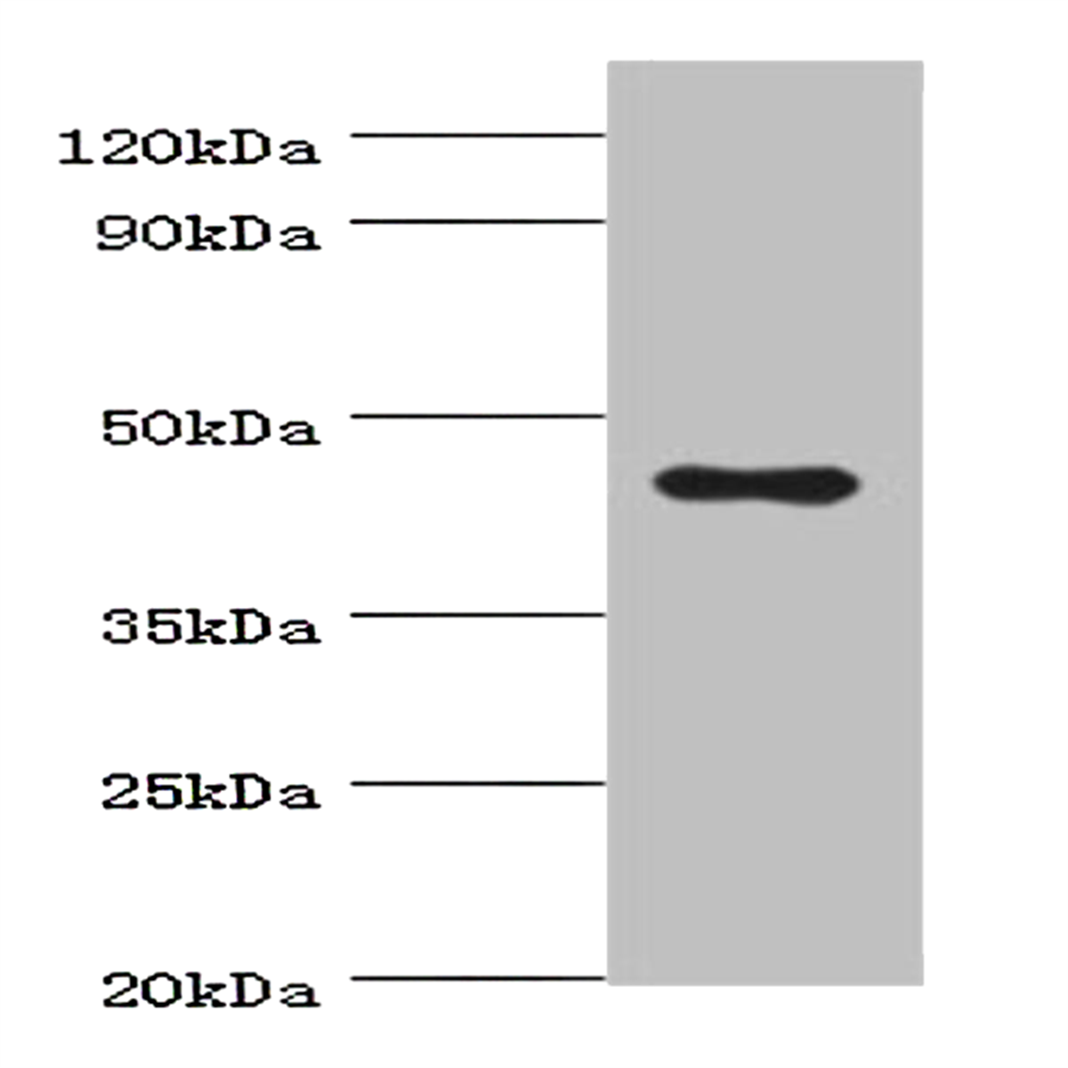 /Content/Upload/Product/BML001_1200_1.png