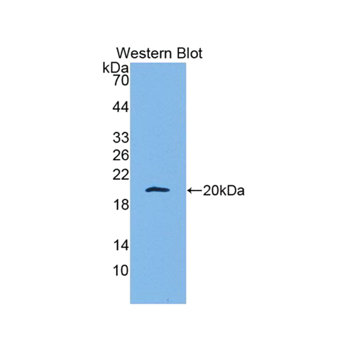 /Content/Upload/Product/BML006_1200.png