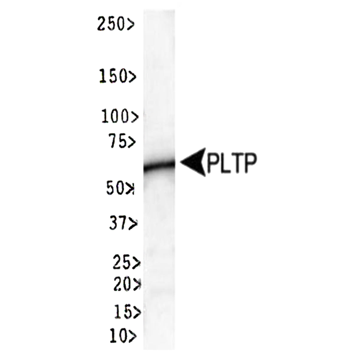 /Content/Upload/Product/BML023_1_1200_2.png