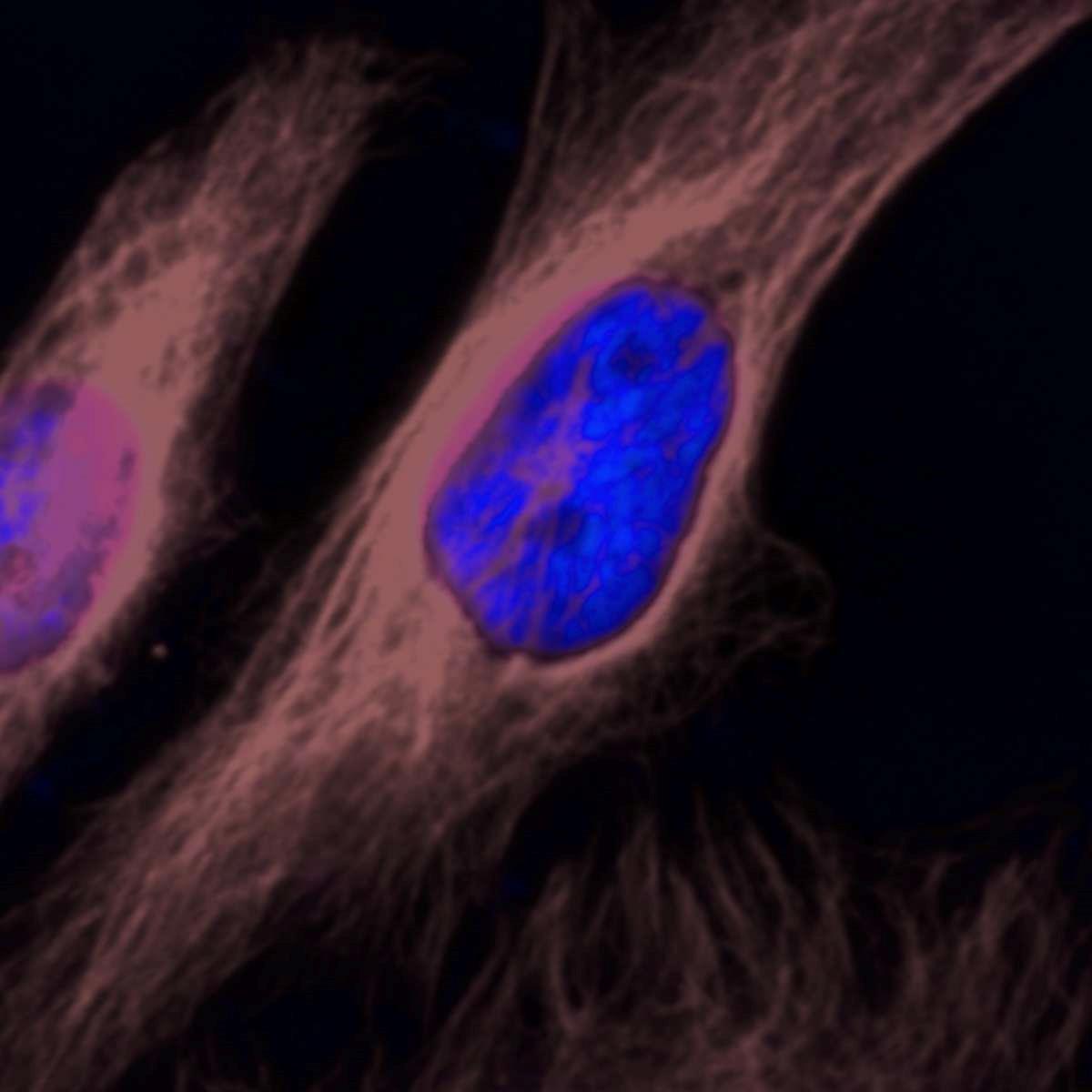 /Content/Upload/Product/BiotinFlamma749_1200_1.jpg