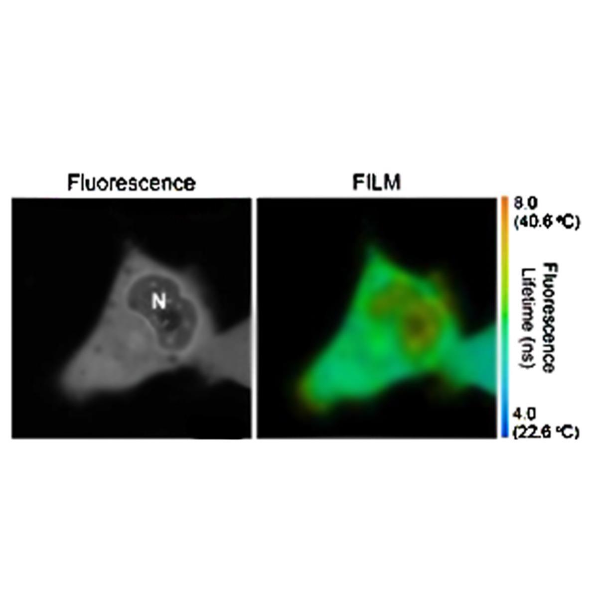 /Content/Upload/Product/Cellular-Thermoprobe-for-Fluorescence-Lifetime_FDV-0004_Fig1_w1200_Siagnocine_1200_1200.jpg