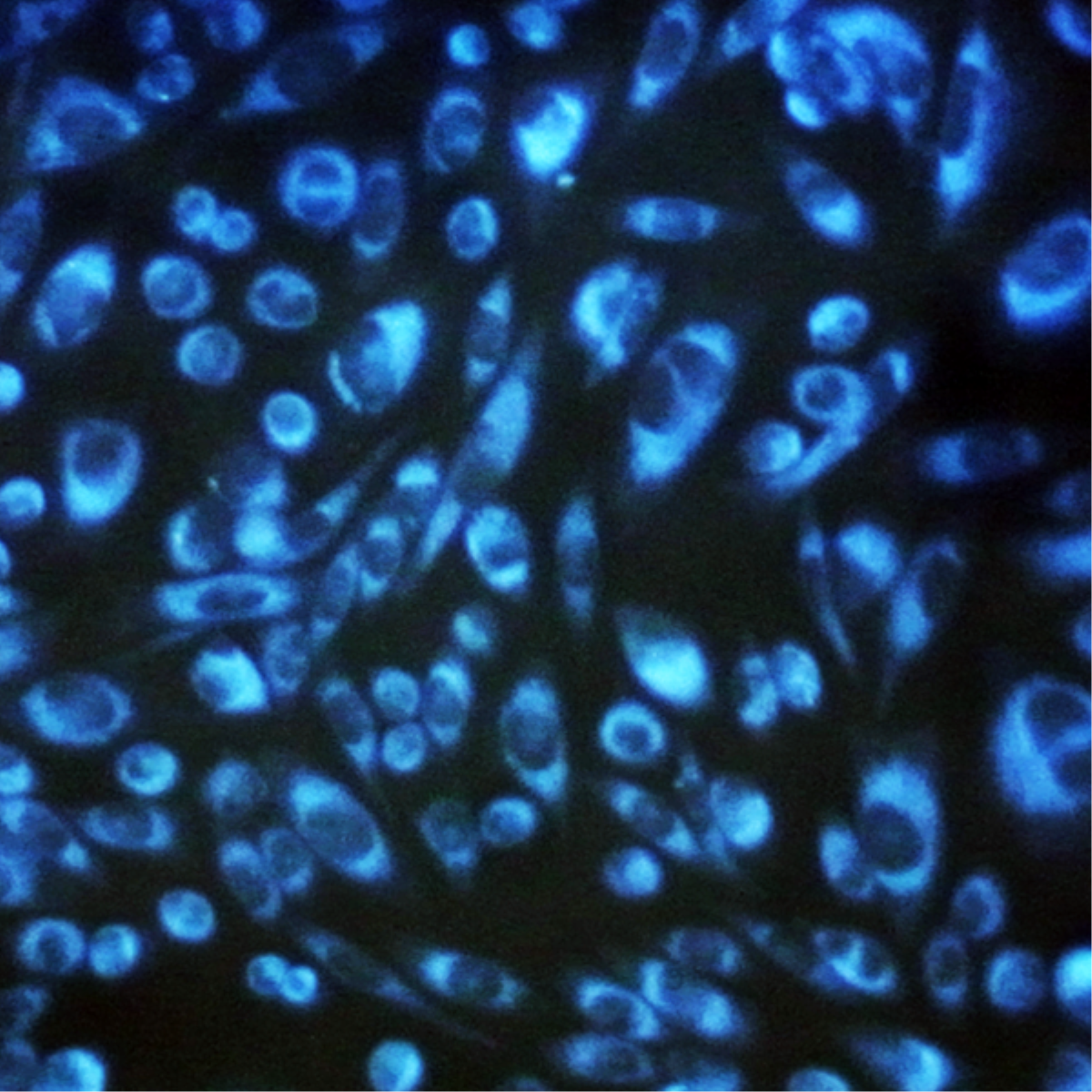 /Content/Upload/Product/CytoSeeing_W600_Diagnocine_1200.png