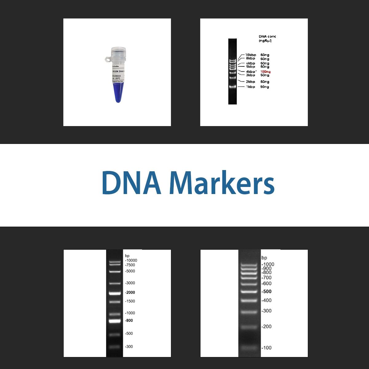 /Content/Upload/Product/DNA_1200_1.jpg
