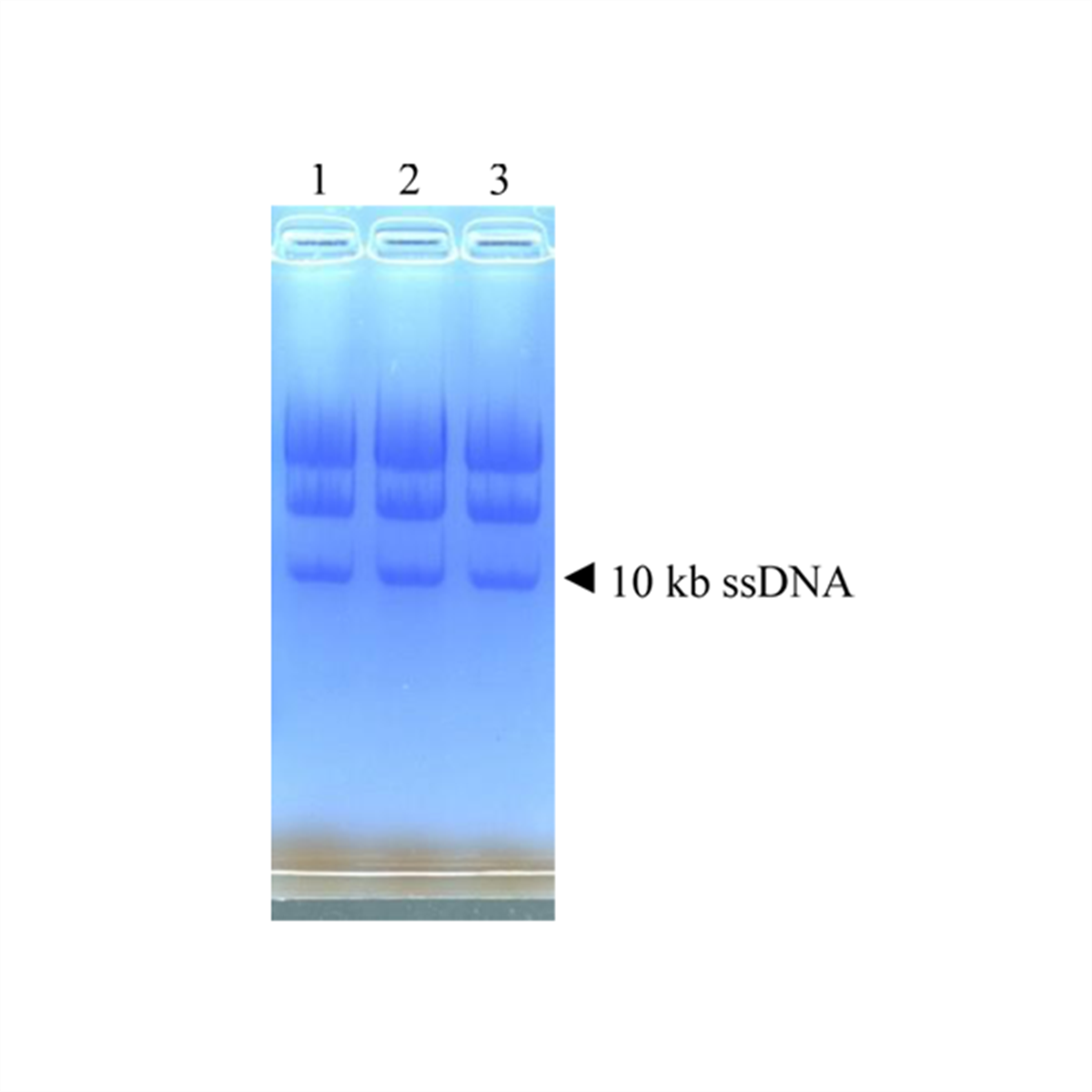 /Content/Upload/Product/DS635_Fig4_1200_1200_1_1200.png
