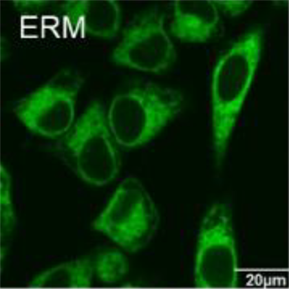 /Content/Upload/Product/ER-Protein_Capture_Kit-1_1200_1200.png