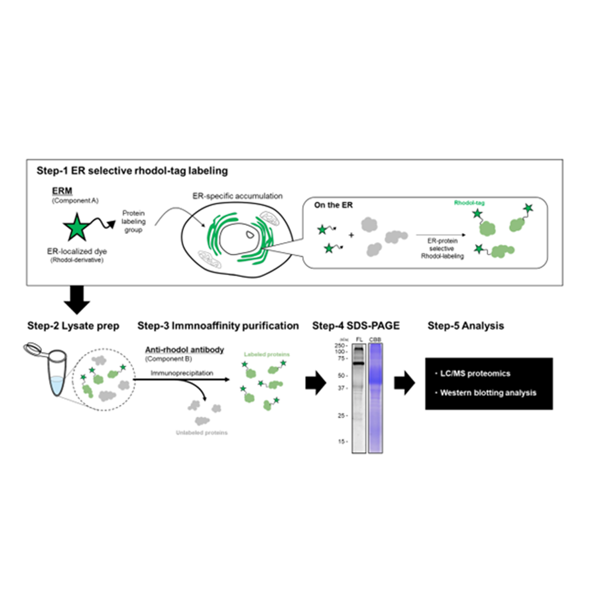 /Content/Upload/Product/ER_Protein_Capturing_Kit_Component_B_Diagnocine_1200.png