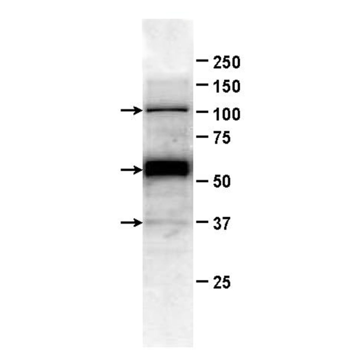 /Content/Upload/Product/FDV-0001_fig1_1200.png