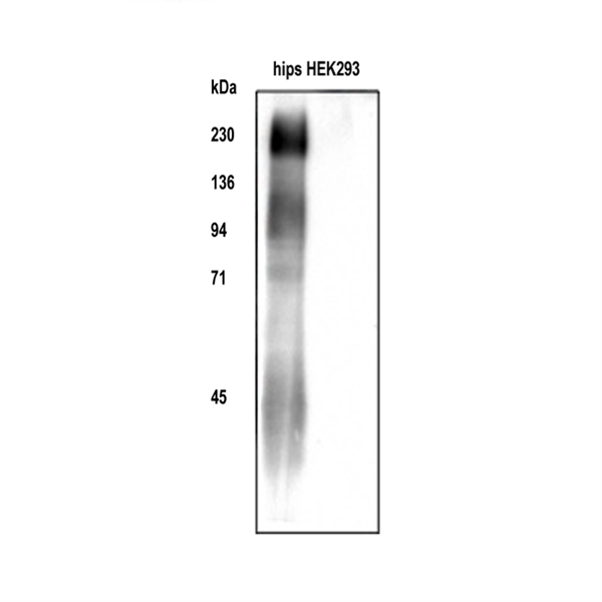 /Content/Upload/Product/FDV-0014_fig1-2_1200_1200.png