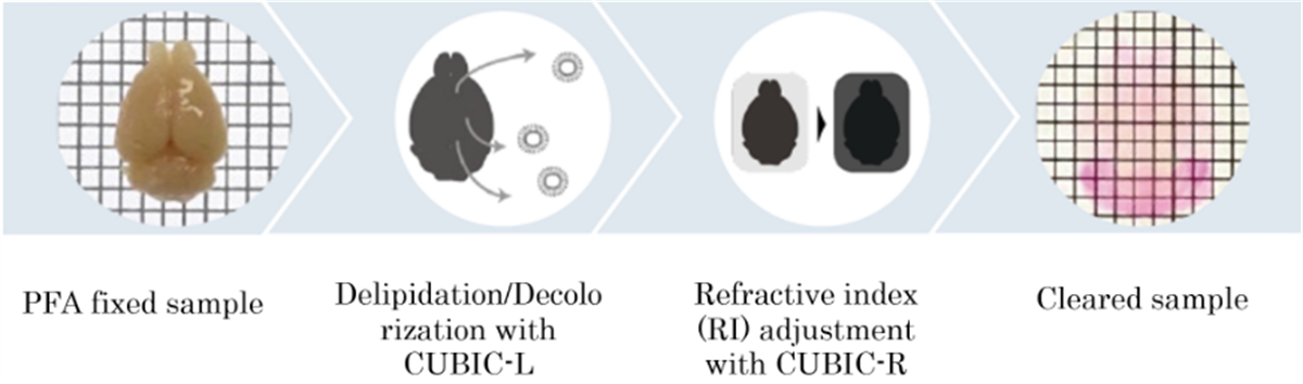 /Content/Upload/Product/FNK-CSCR001_1200_5.png