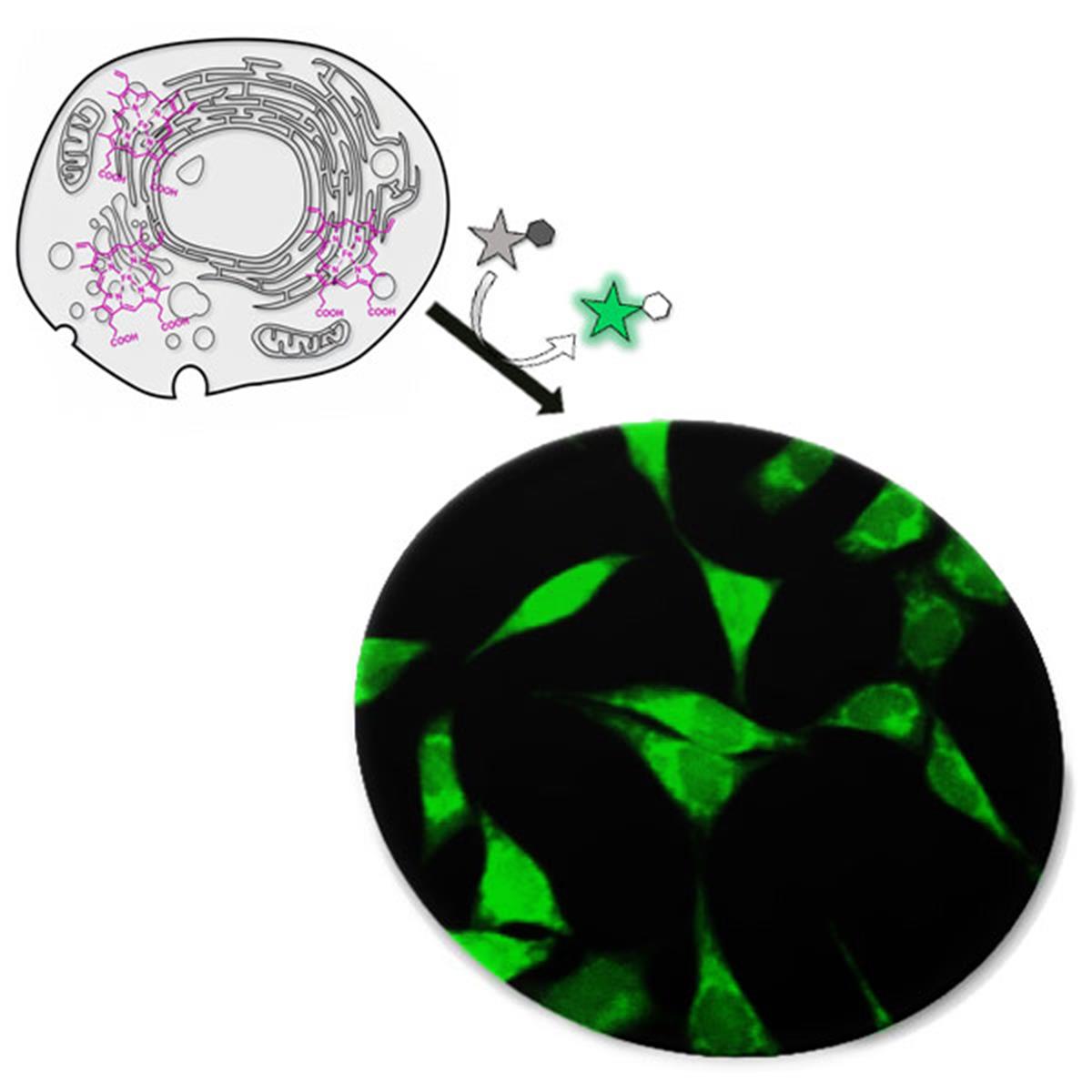 /Content/Upload/Product/FNK-FDV-0056-HemeGREEN-Diagnocine-Thumb01_1200.jpg