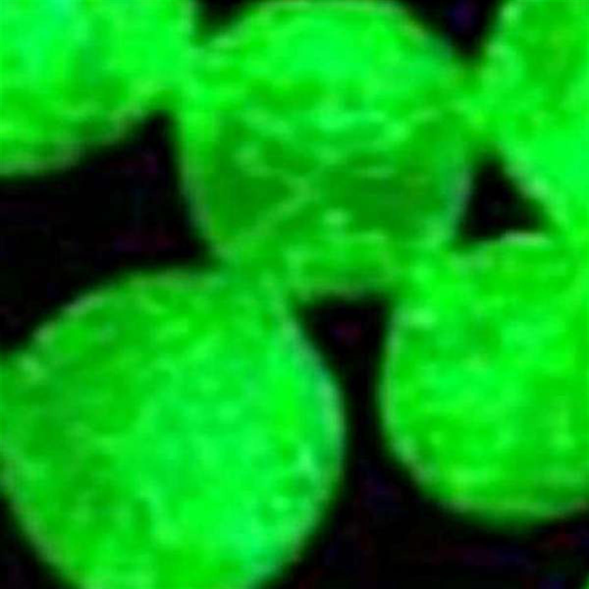 /Content/Upload/Product/FSDFluo488NHSester_1200.jpg