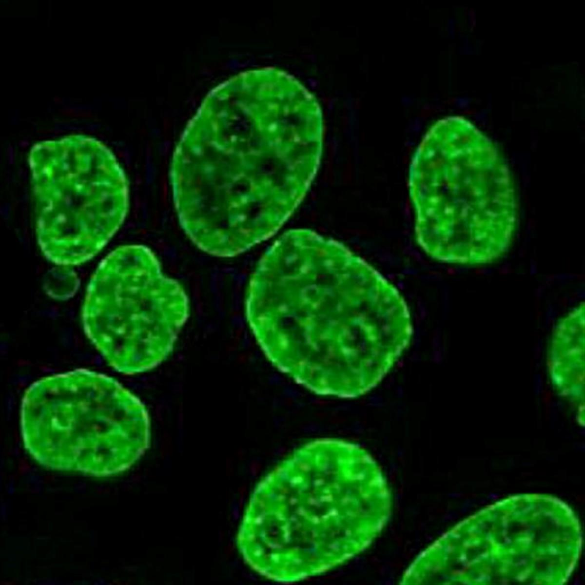 /Content/Upload/Product/Flamma496PEG4-Alkyne_diagnocine_1200.jpg