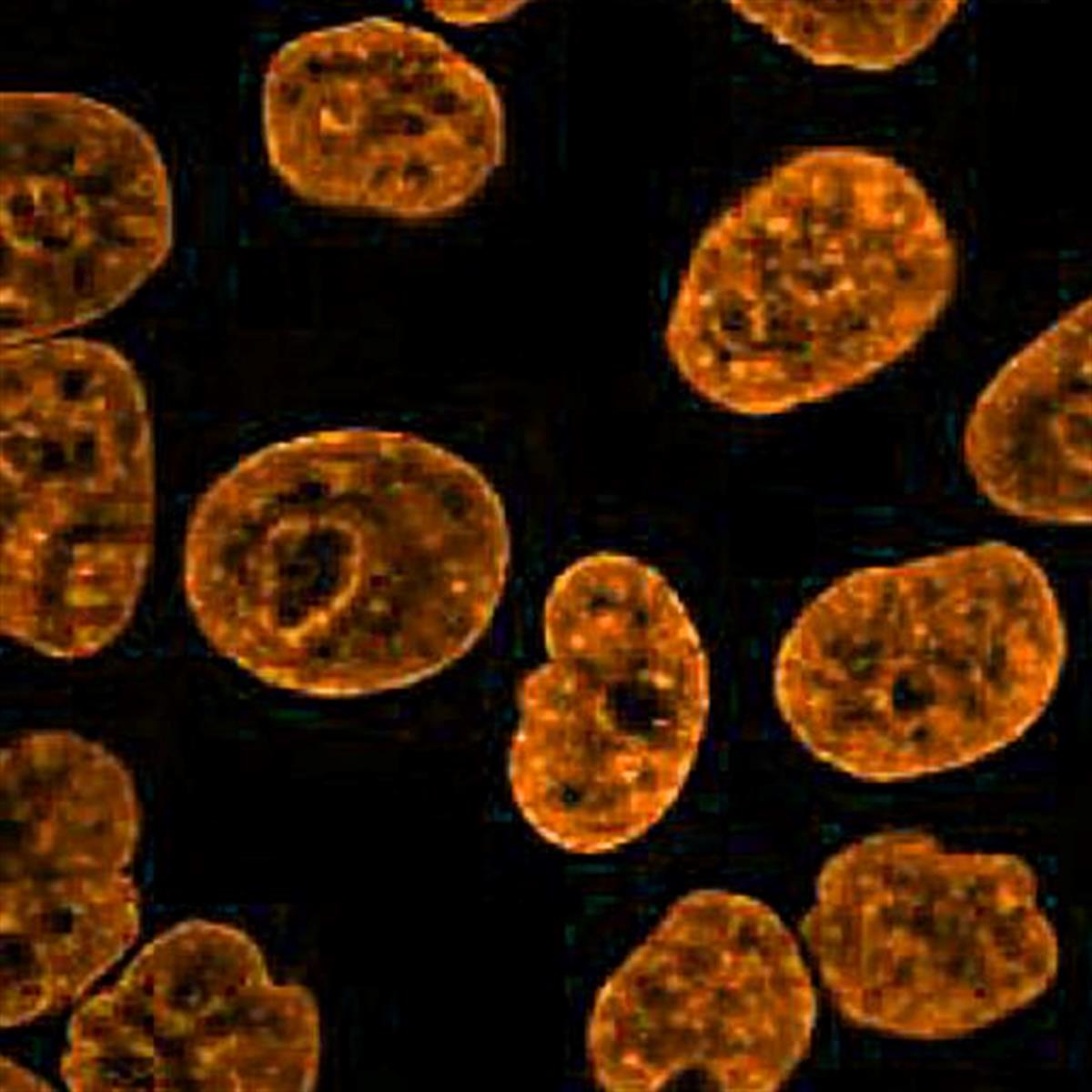 /Content/Upload/Product/Flamma581PEG4-Alkyne_diagnocine_1200.jpg