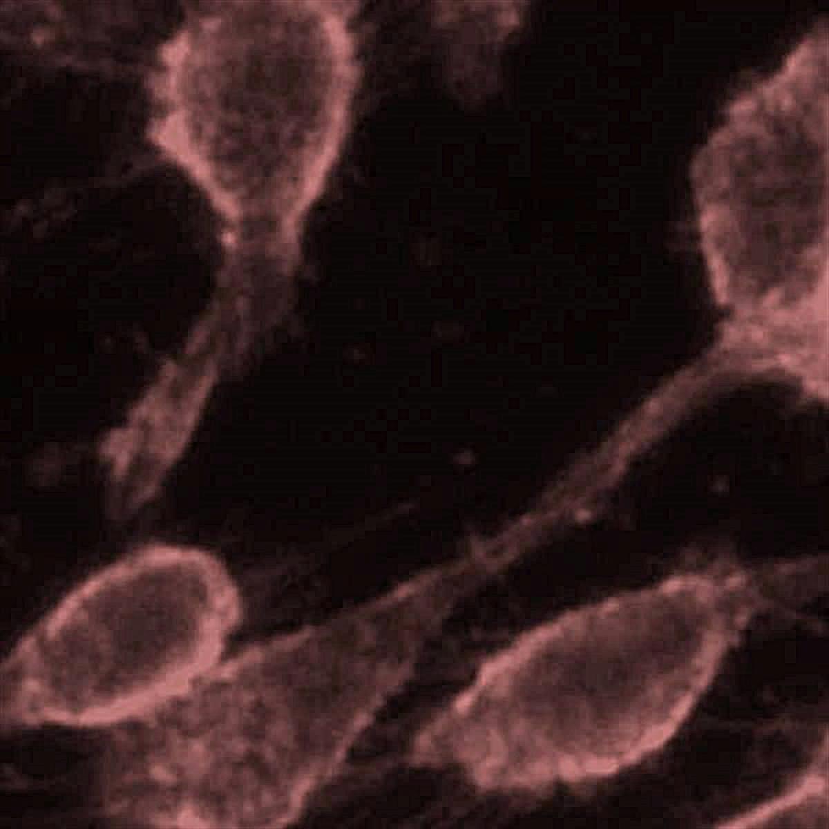 /Content/Upload/Product/Flamma749Alkyne_diagnocine_1200.jpg