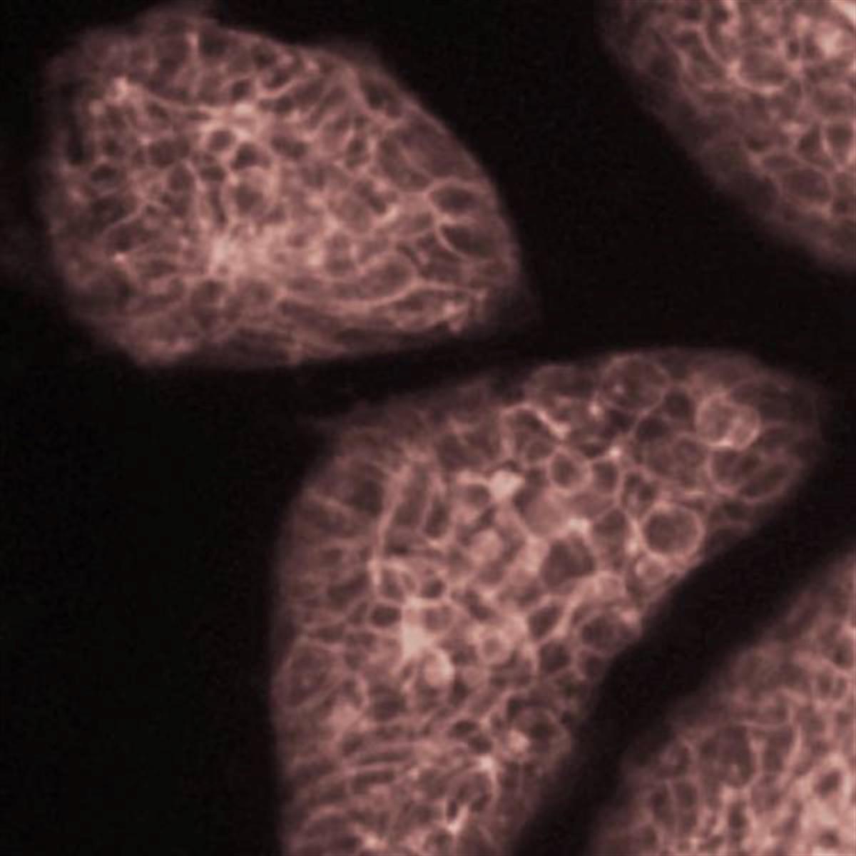 /Content/Upload/Product/Flamma749Amine_diagnocine_1200.jpg