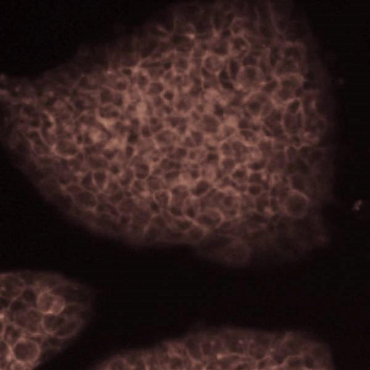 /Content/Upload/Product/Flamma749Carboxylicacid_diagnocine_1200.jpg