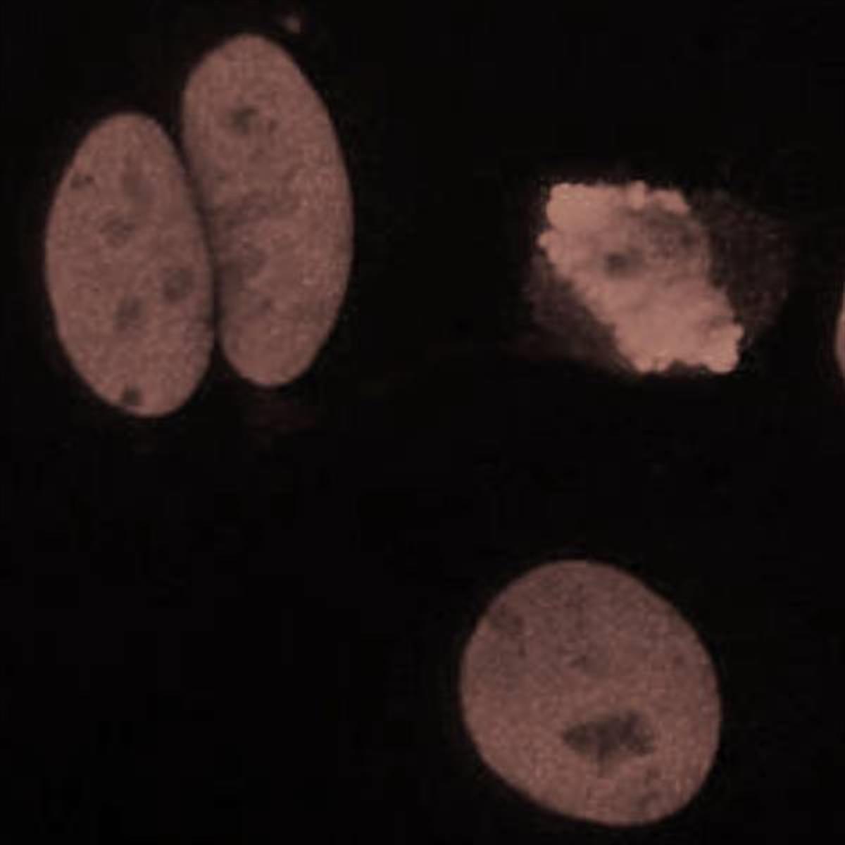 /Content/Upload/Product/Flamma749Isothiocyanate_diagnocine_1200.jpg