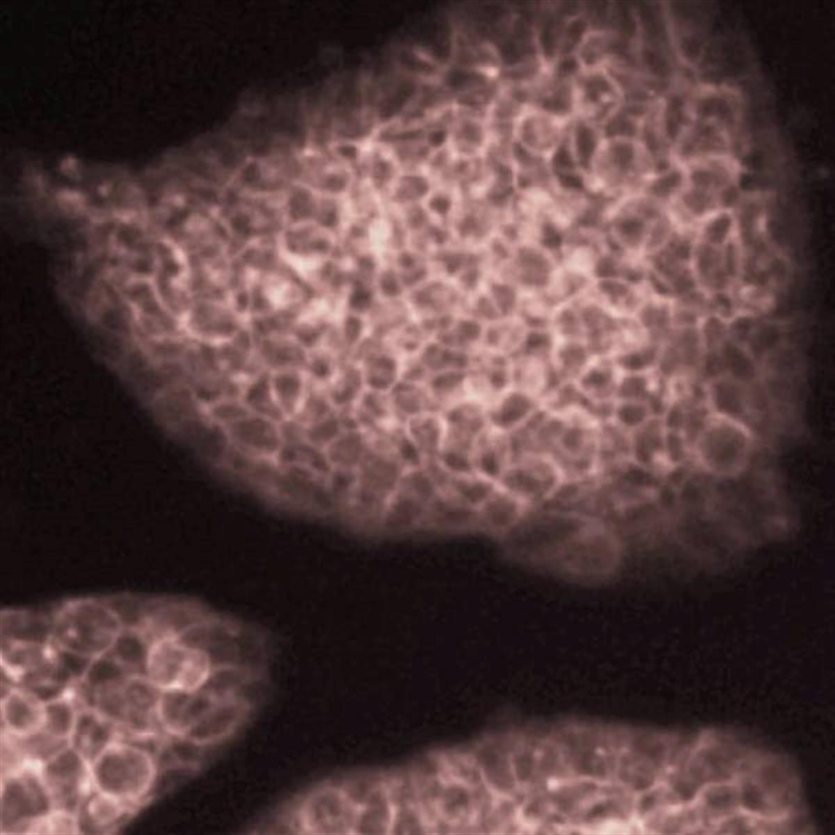 /Content/Upload/Product/Flamma774Alkyne_Diagnocine_1200_1.jpg