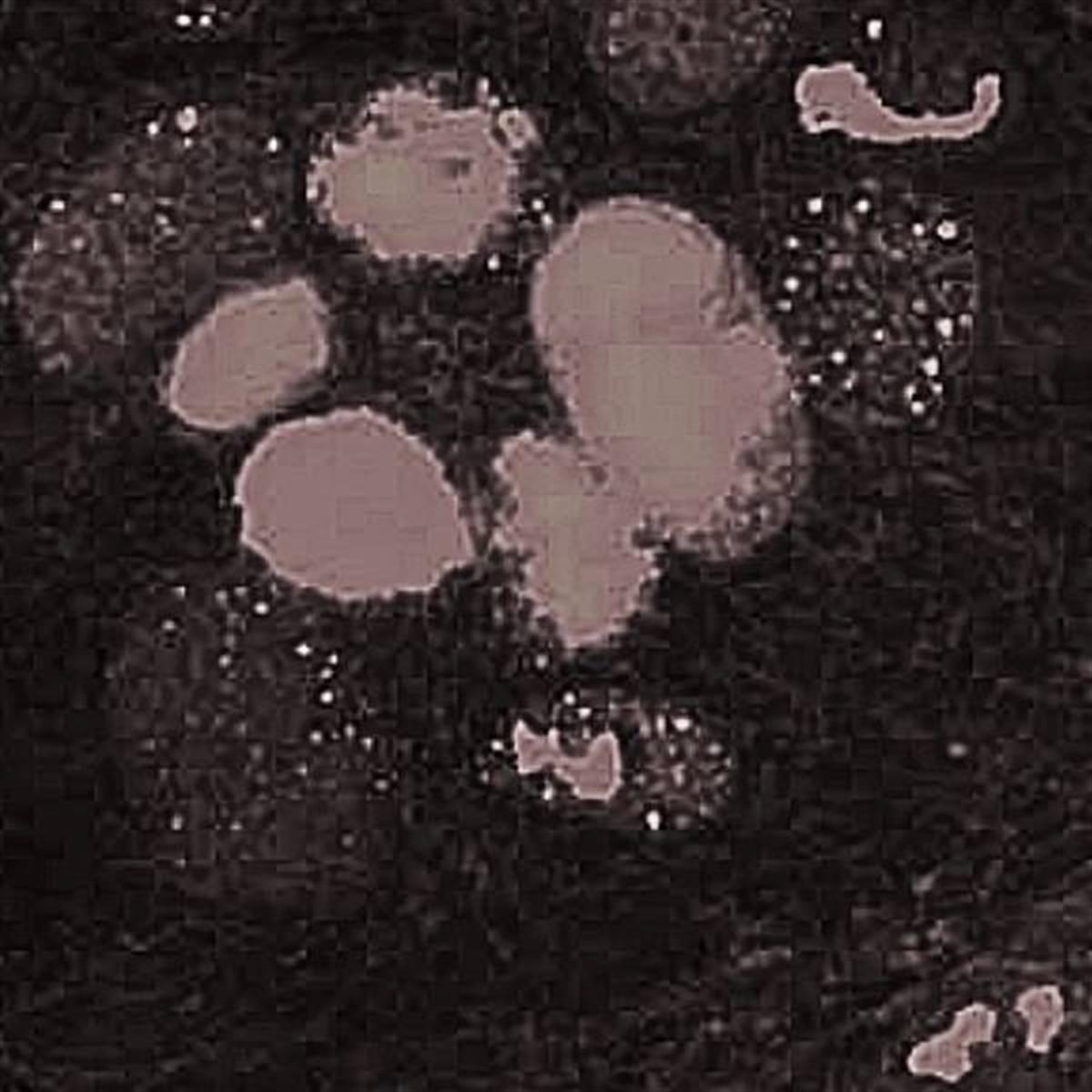 /Content/Upload/Product/Flamma774Maleimide_diagnocine_1200.jpg
