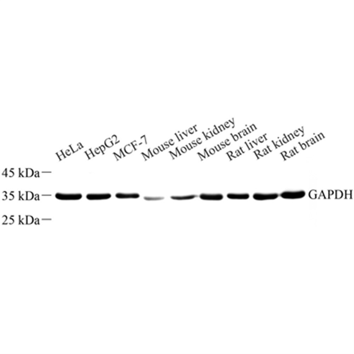 /Content/Upload/Product/GB11002_1200.png