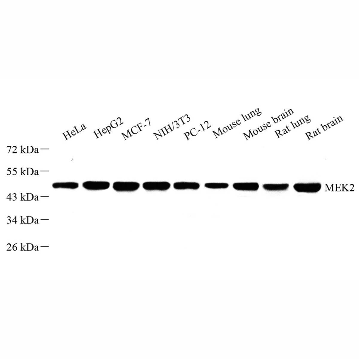/Content/Upload/Product/GB111018-1_1200.png