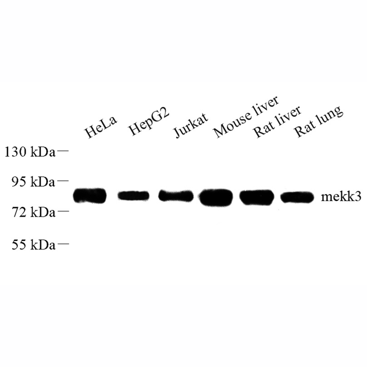 /Content/Upload/Product/GB111020-1_1200.png