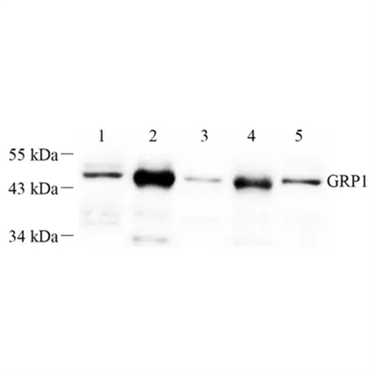 /Content/Upload/Product/GB112389-1_1200.png