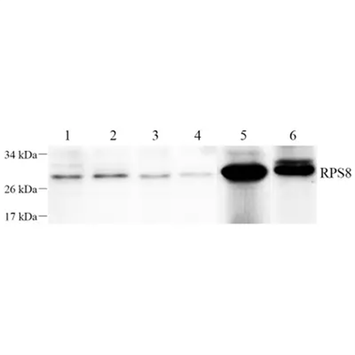 /Content/Upload/Product/GB112411-1_1200.png