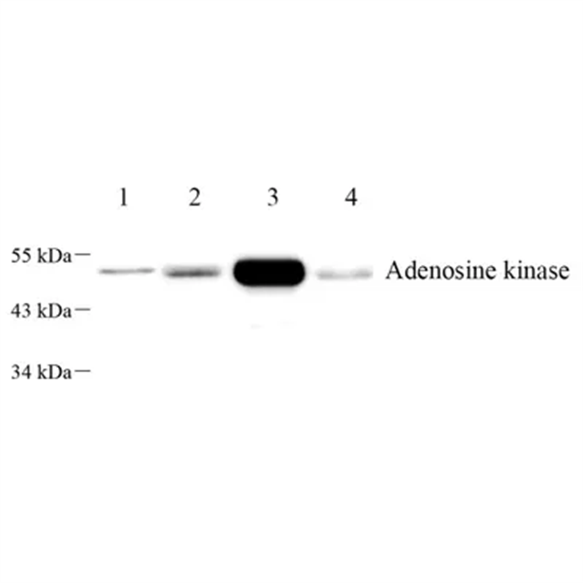 /Content/Upload/Product/GB112419-1_1200.png