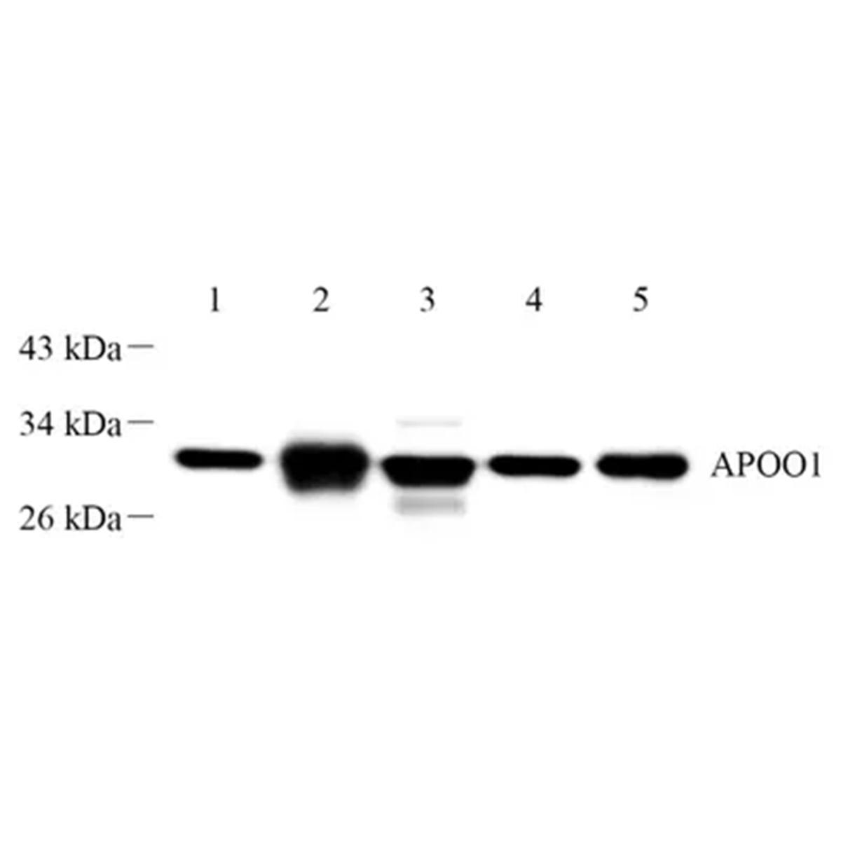 /Content/Upload/Product/GB112443-1_1200.png