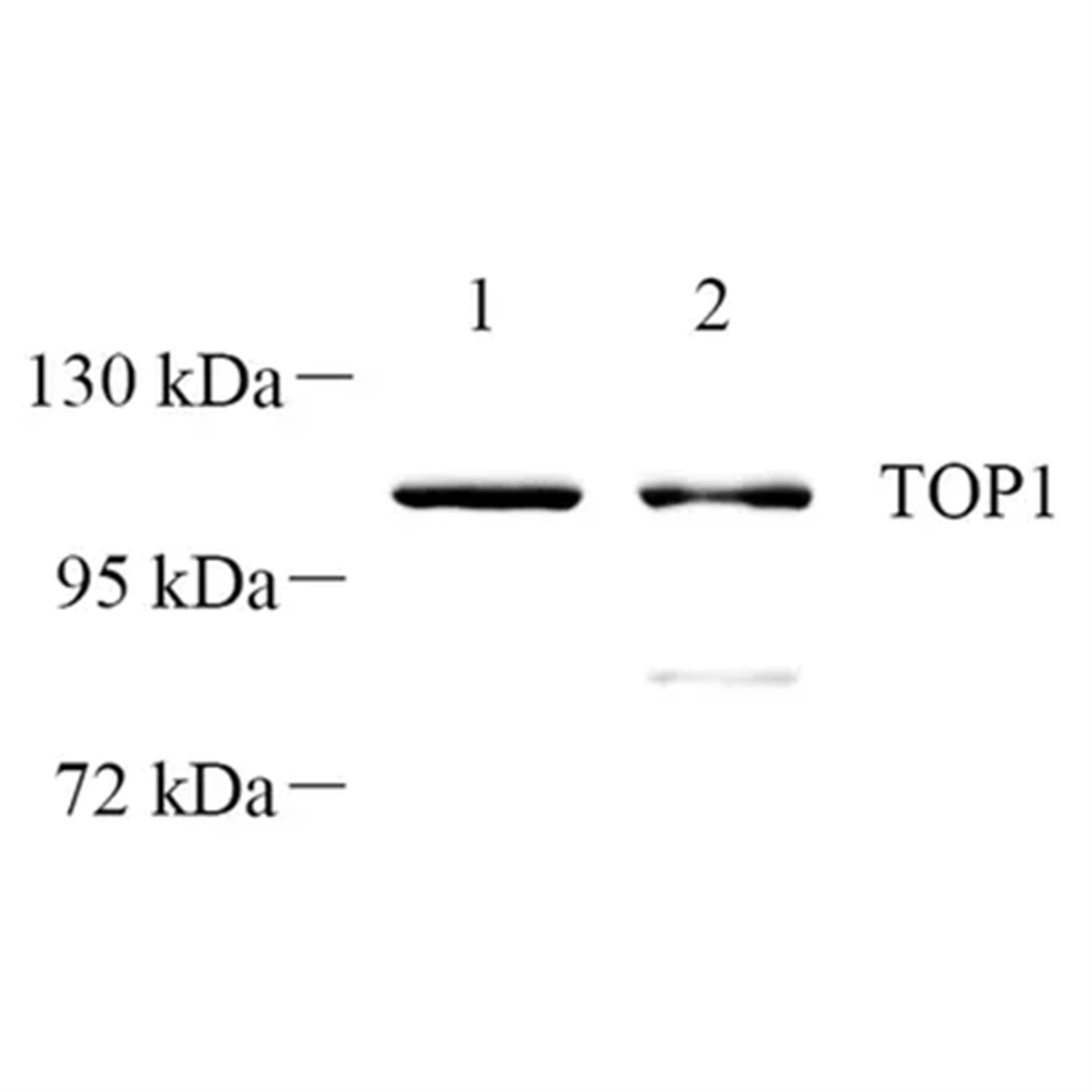 /Content/Upload/Product/GB112458-2_1200.png
