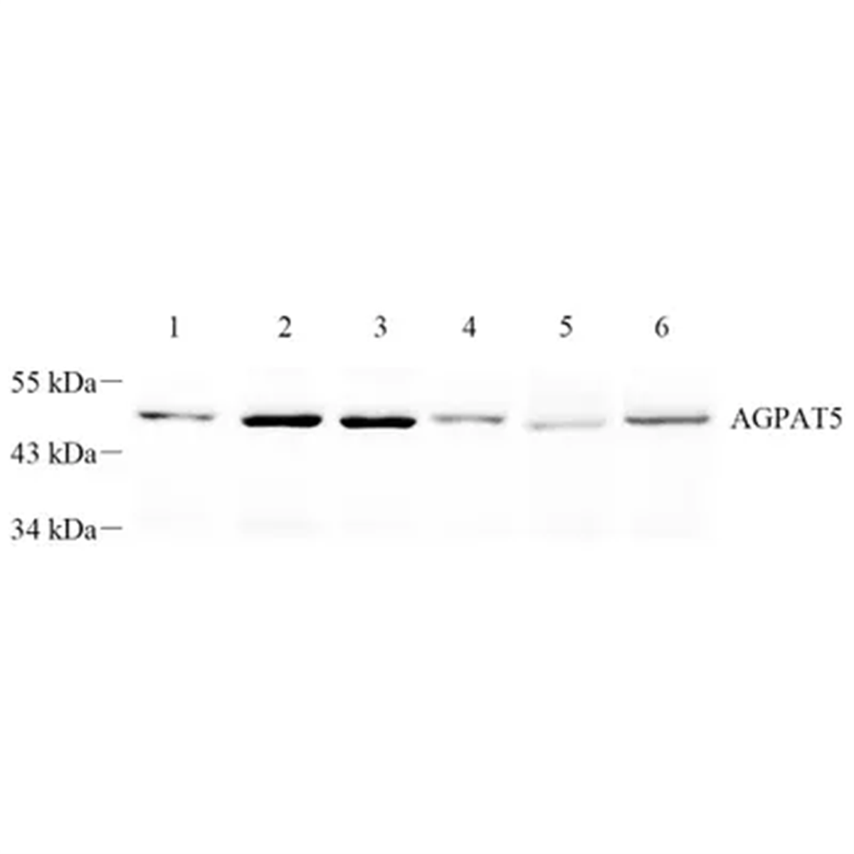 /Content/Upload/Product/GB112468-1_1200.png